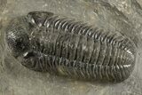 Prone Austerops Trilobite - Ofaten, Morocco #323590-1